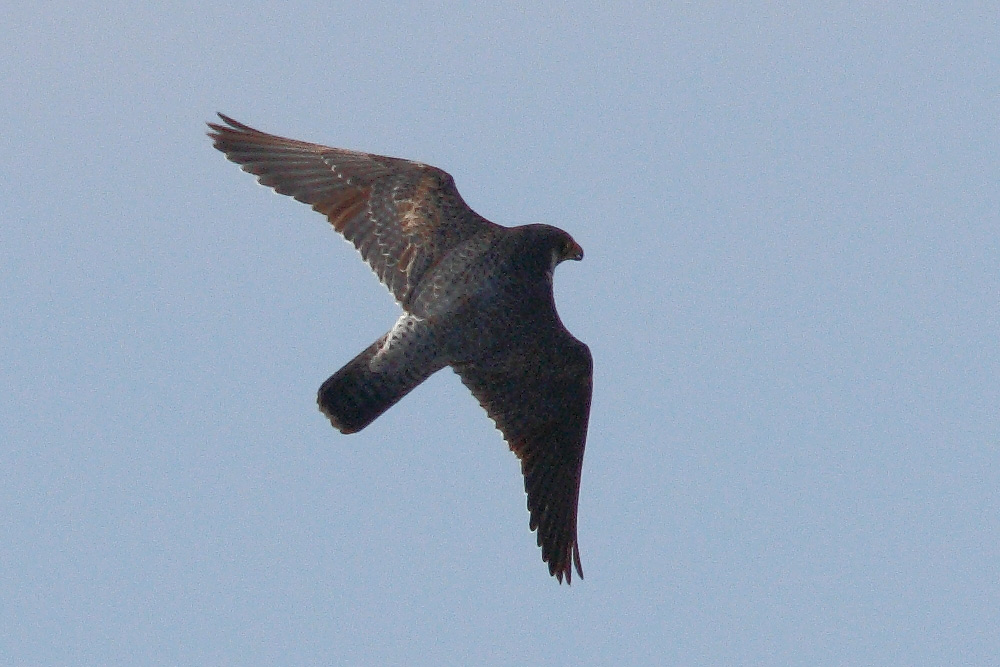 Ad ali spiegate, il sogno di Icaro.